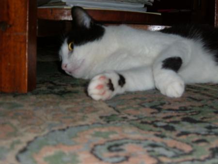 mon chat