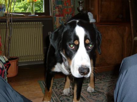 mon chien