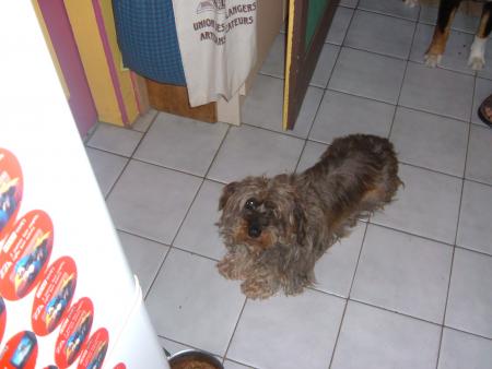 encore un chien